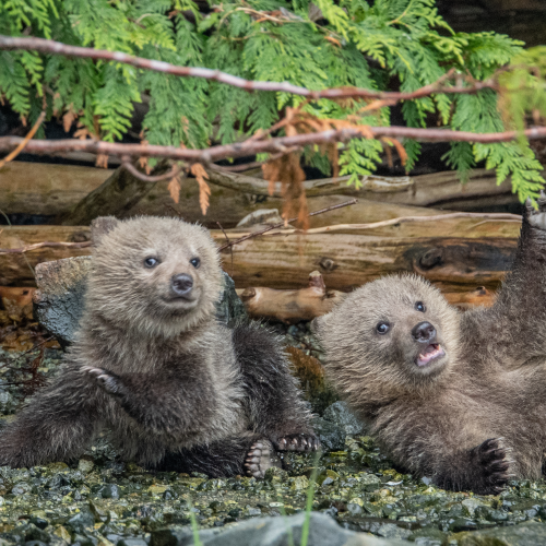 Silly bears 