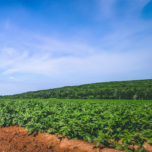 Potato Field