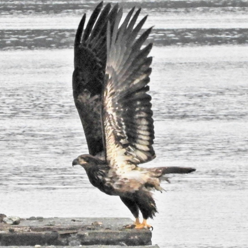 Golden eagle ready
