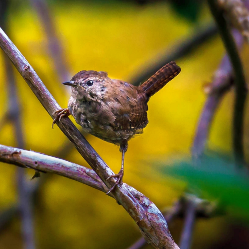 Winter Wren When? In Summer