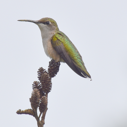 Portrait of a Hummer