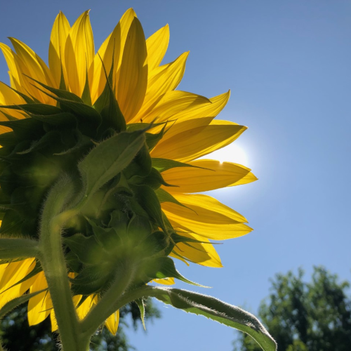 Monarch Butterfly & Sunflower - Hello Sunshine