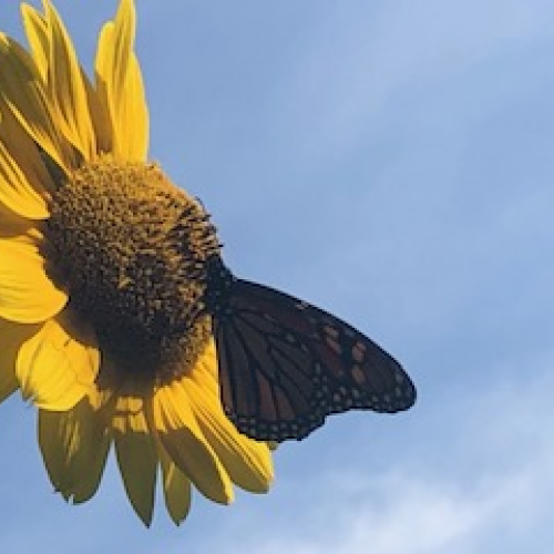 Monarch Butterfly & Sunflower - Hello Sunshine