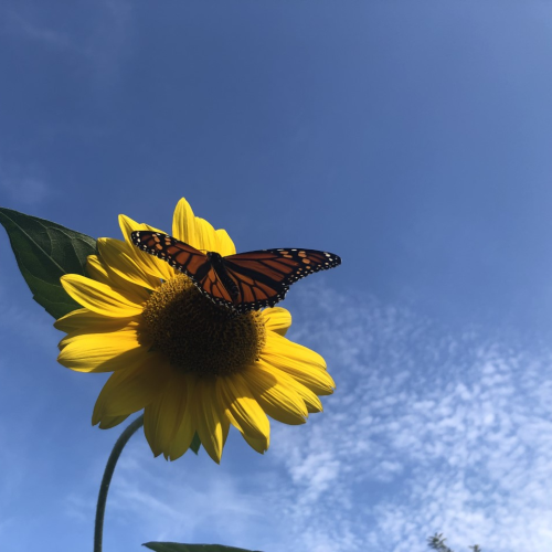 Monarch Butterfly & Sunflower - Hello Sunshine
