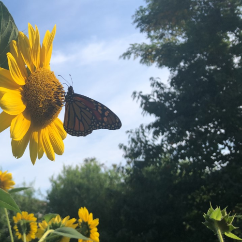 Monarch Butterfly & Sunflower - Hello Sunshine
