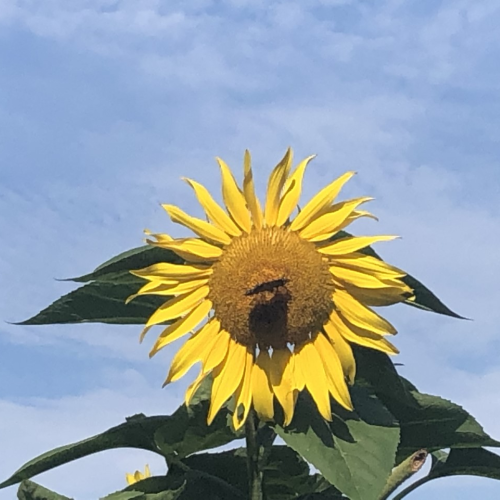 Monarch Butterfly & Sunflower - Hello Sunshine