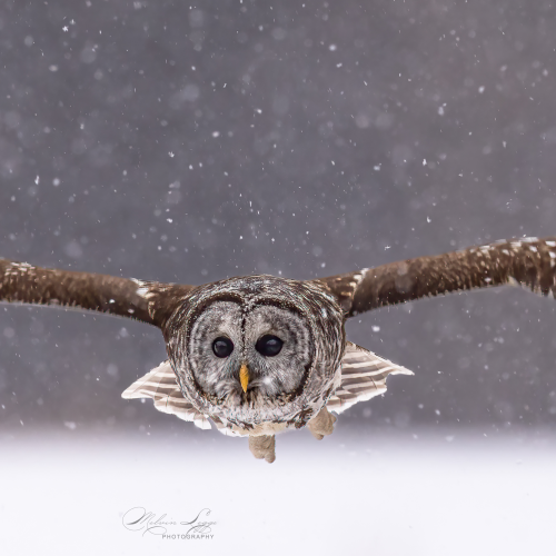 Snowy Barred Owl