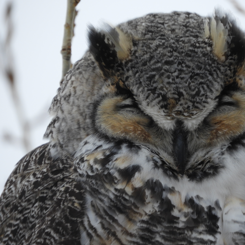 Sleepy Little Horned Owl