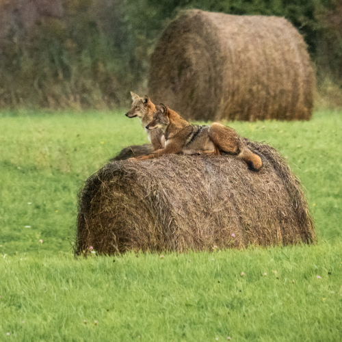 Relaxing on Hay Bale together!