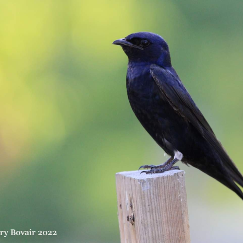 purple martin proud