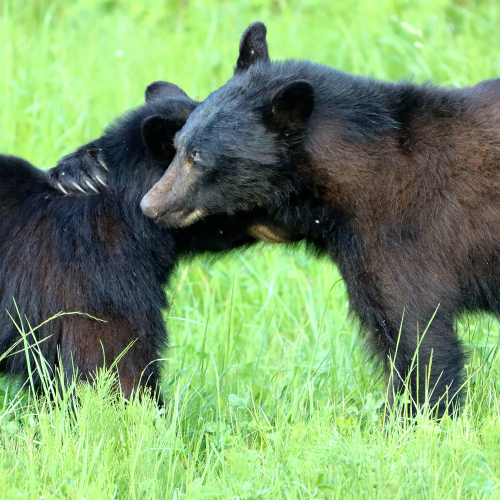 Everyone Needs a Bear Hug