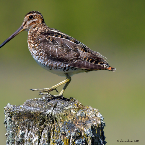 Wilson's Snipe