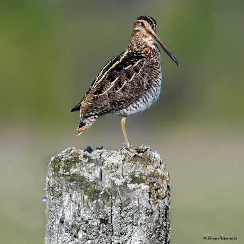 Wilson's Snipe