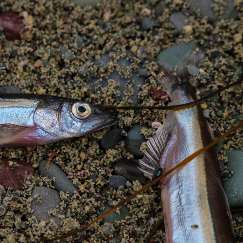 Capelin Roll