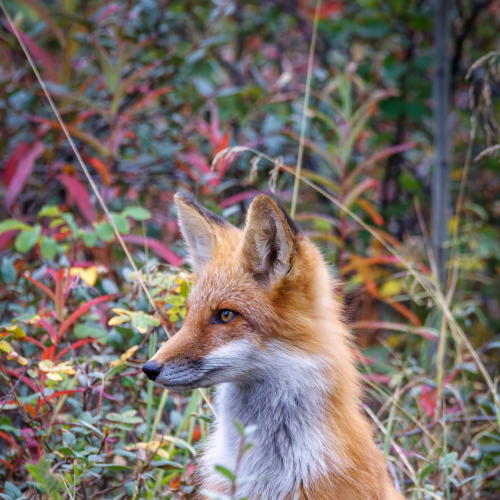 Foxy Fox