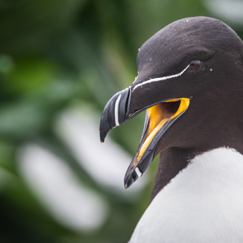 Razorbill
