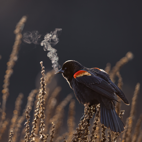 Red Winged Blackbird Breath