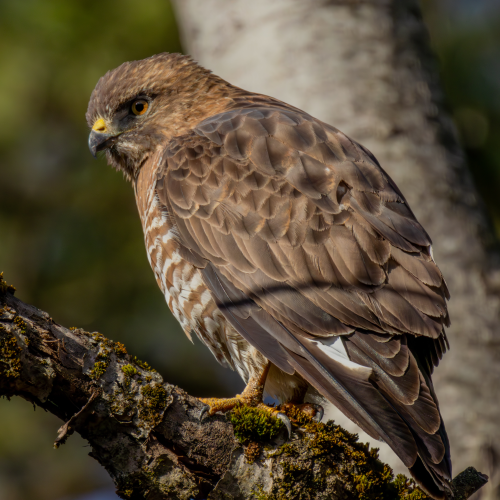 Broad-winged Hawk. 