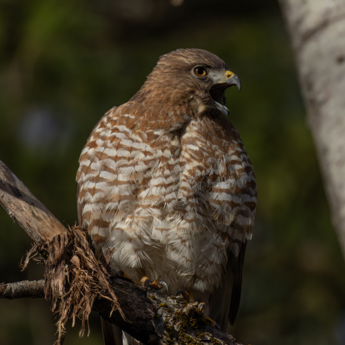 Broad-winged Hawk 