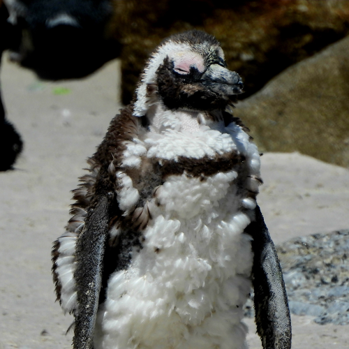 Molting penguin