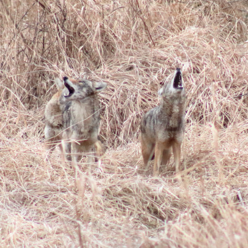 Coyotes in the park