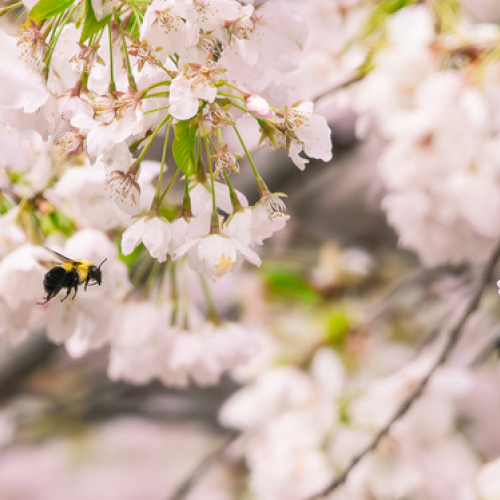 Bumblebee and cherry blossom