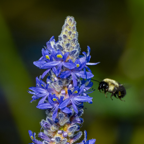 Pickerel Weed and Carpenter Bee
