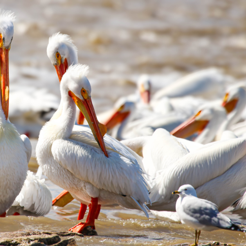 Squad of Pelicans
