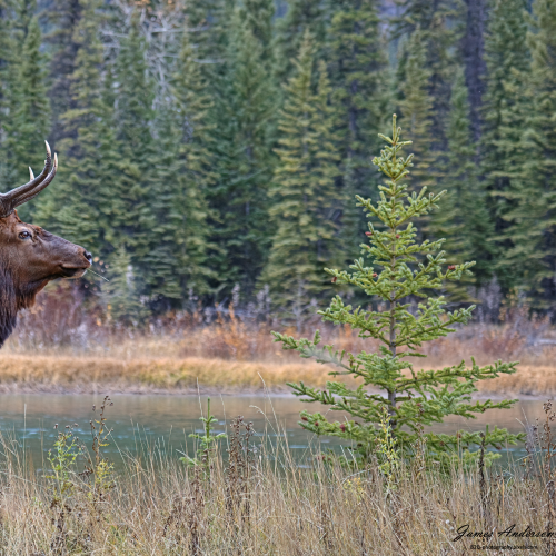 Big Elk along the Bow River