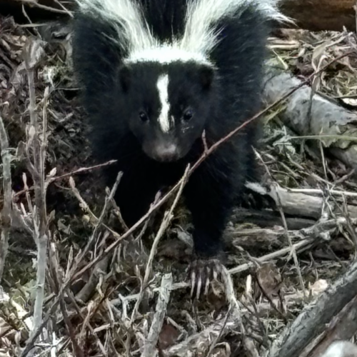 Skunk