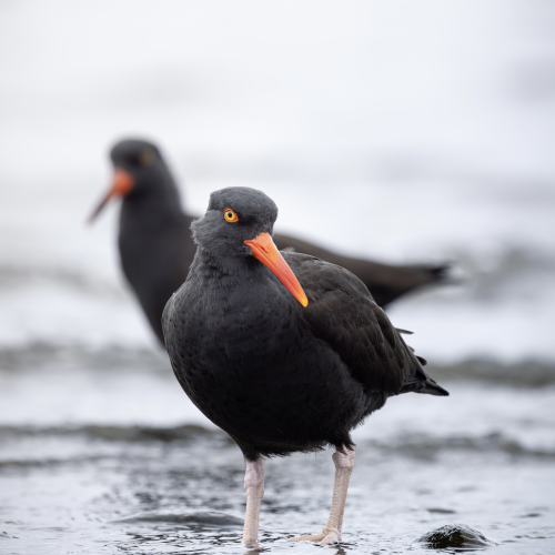 Black Oystercatcher