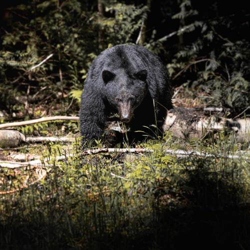 Black bear