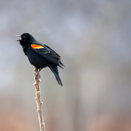 Red-winged Black Bird