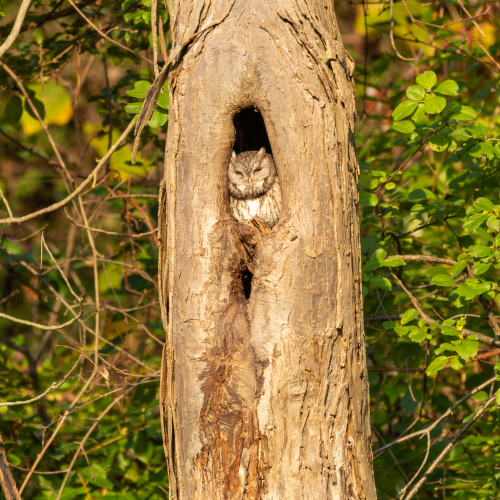 Screech Owl Roosting