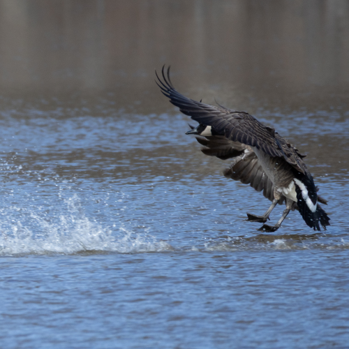 Coming in for a landing!