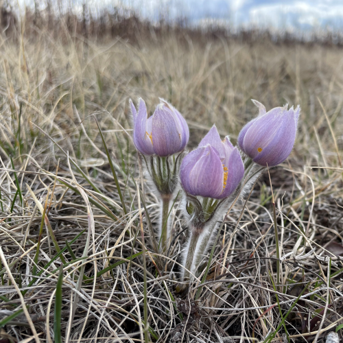 First Flowers of Spring
