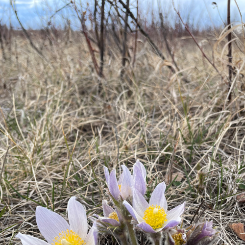 Prairie Crocus 