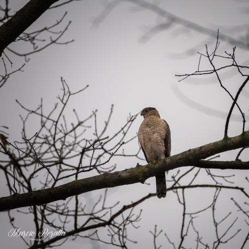 Cooper's Hawk