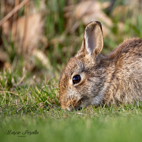 Mr. Rabbit