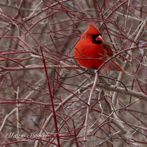 Red on Red