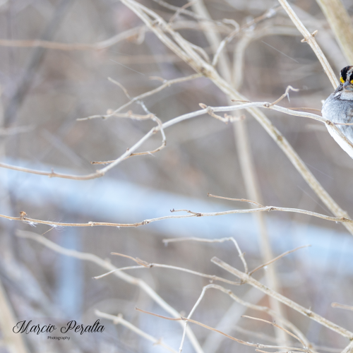 White-throated Sparrow