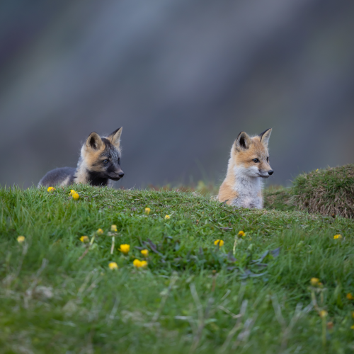 Kits on the Edge