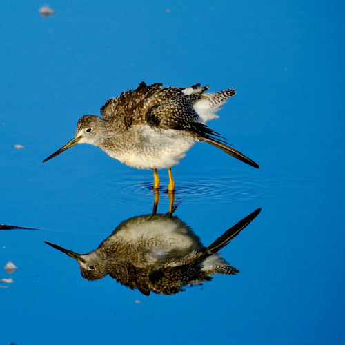 Greater Yellow Leg stretch