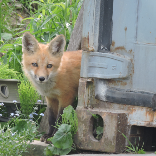 A Brave Fox Kit!