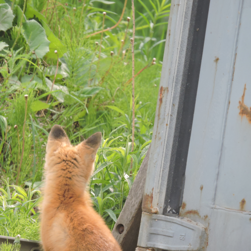Cute fox kit!