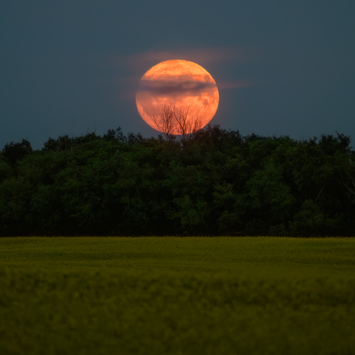 Full buck moon
