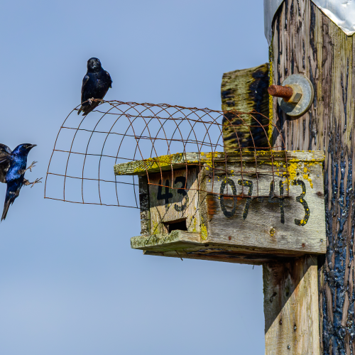 Purple Martin