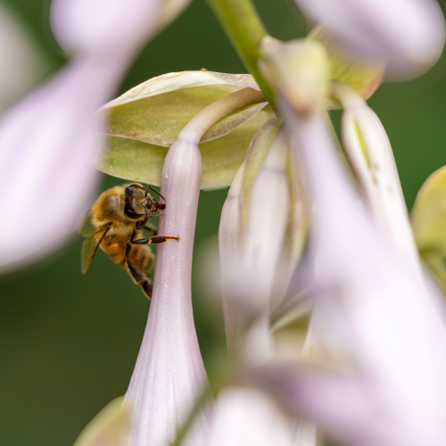Bee on a flower