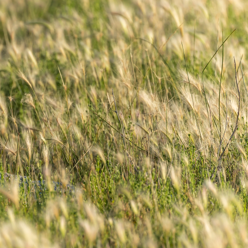 Be the One Outstanding In a Field