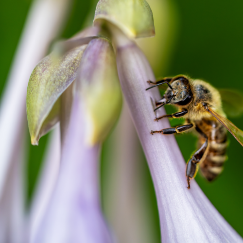 Bee on a flower